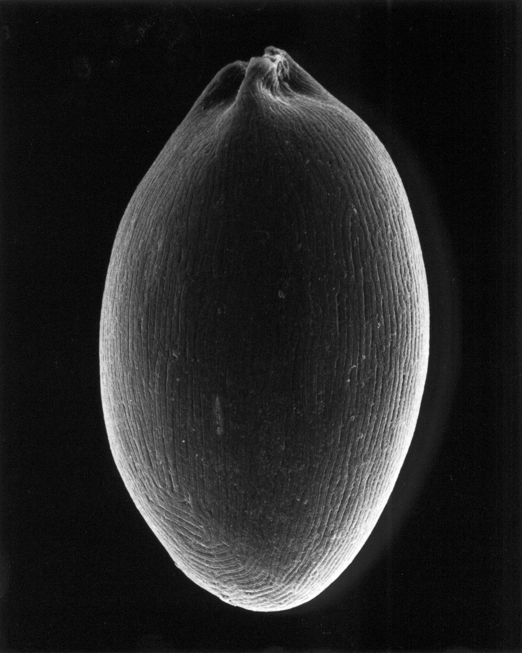 5-05-2 Lobelia Seed, 150x