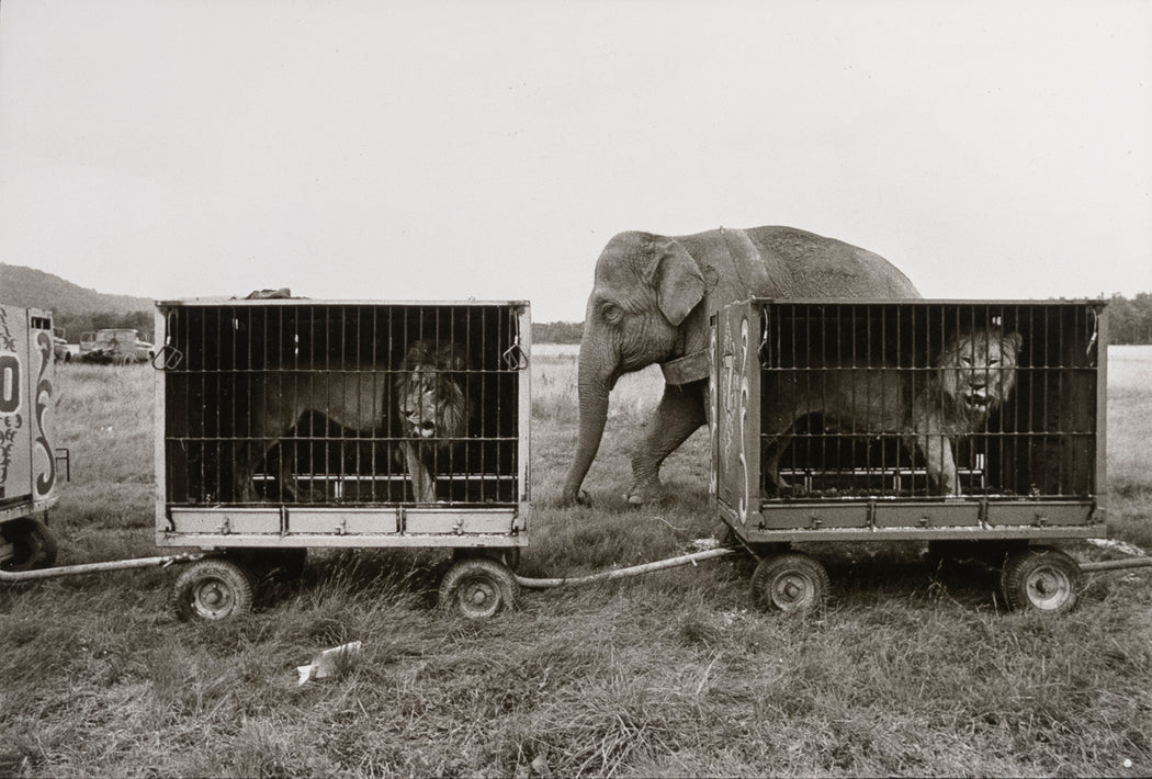 Untitled [Elephant behind two caged lions]