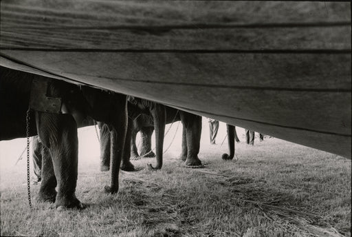 Untitled [Elephant feet and trunks]
