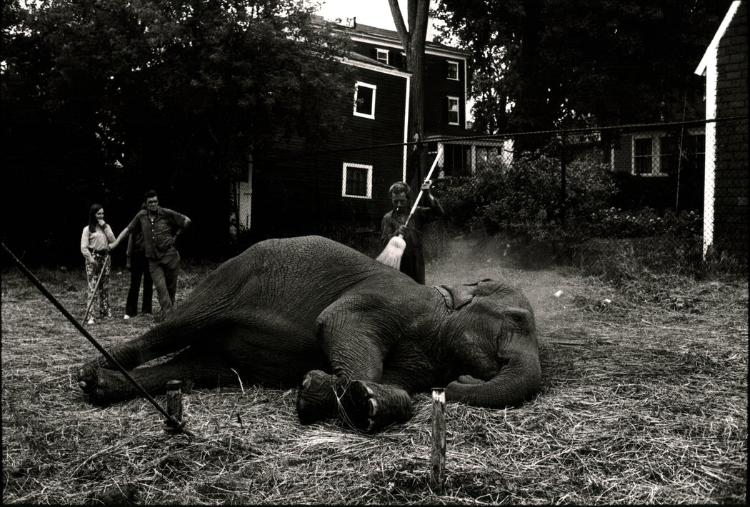 Untitled [Elephant on ground with handlers]
