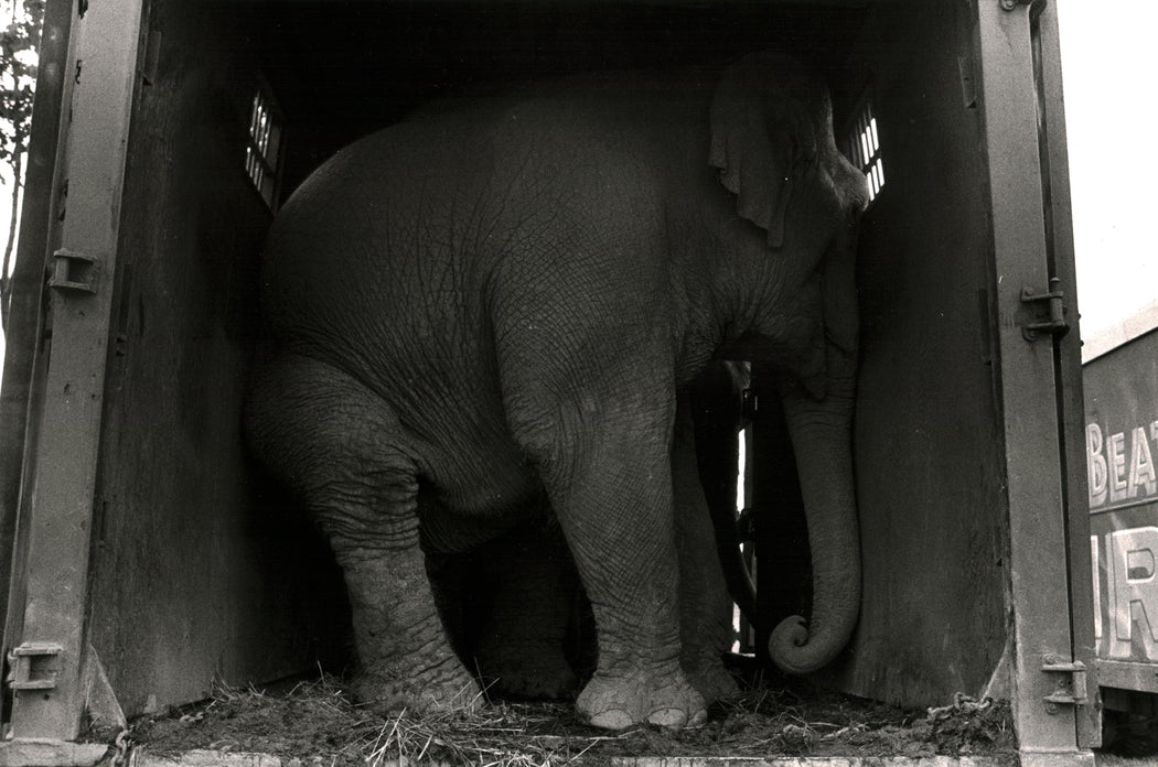 Untitled [Elephant stuffed in trailer]