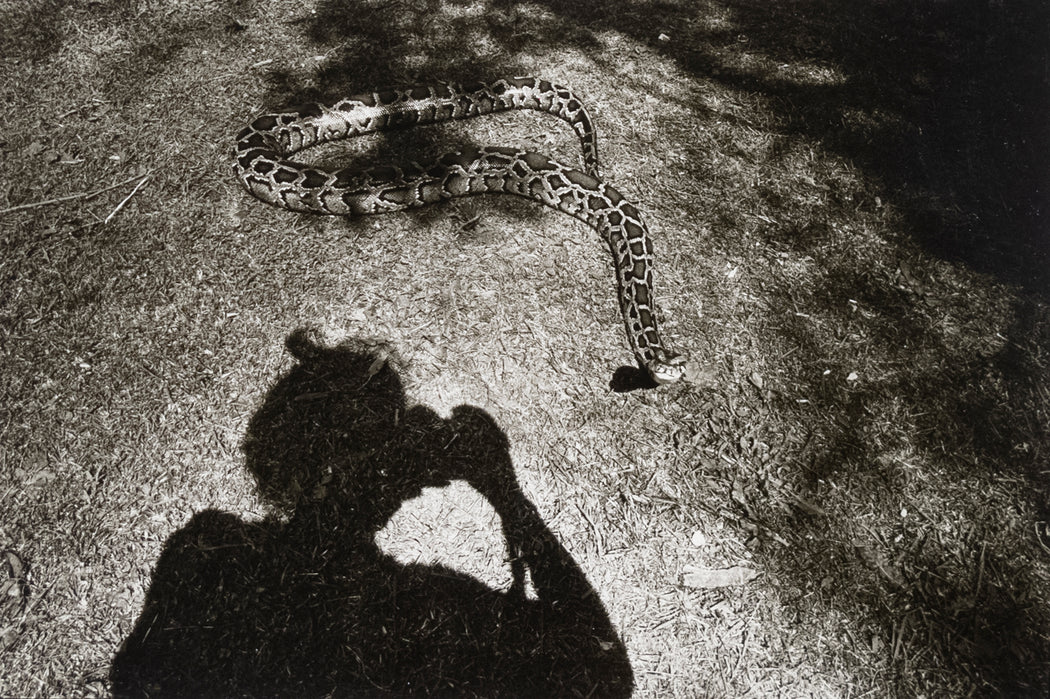 Untitled [Jill's shadow taking a photo of a snake]