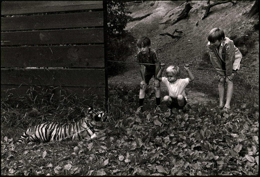 Untitled [Three kids watching a tiger]