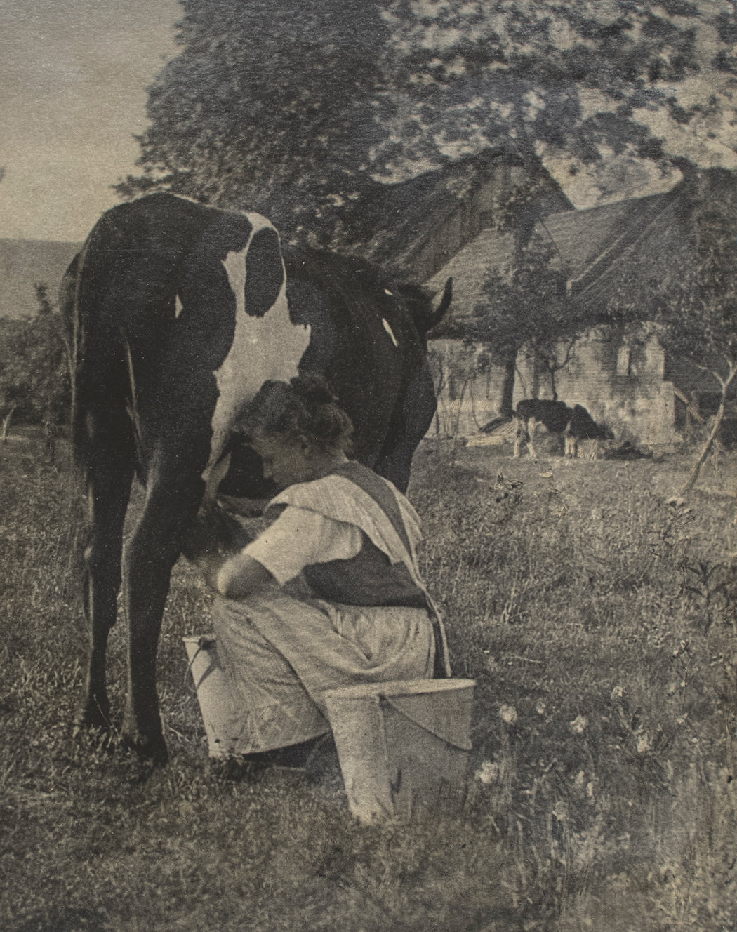 Untitled (portrait of a girl milking a cow)