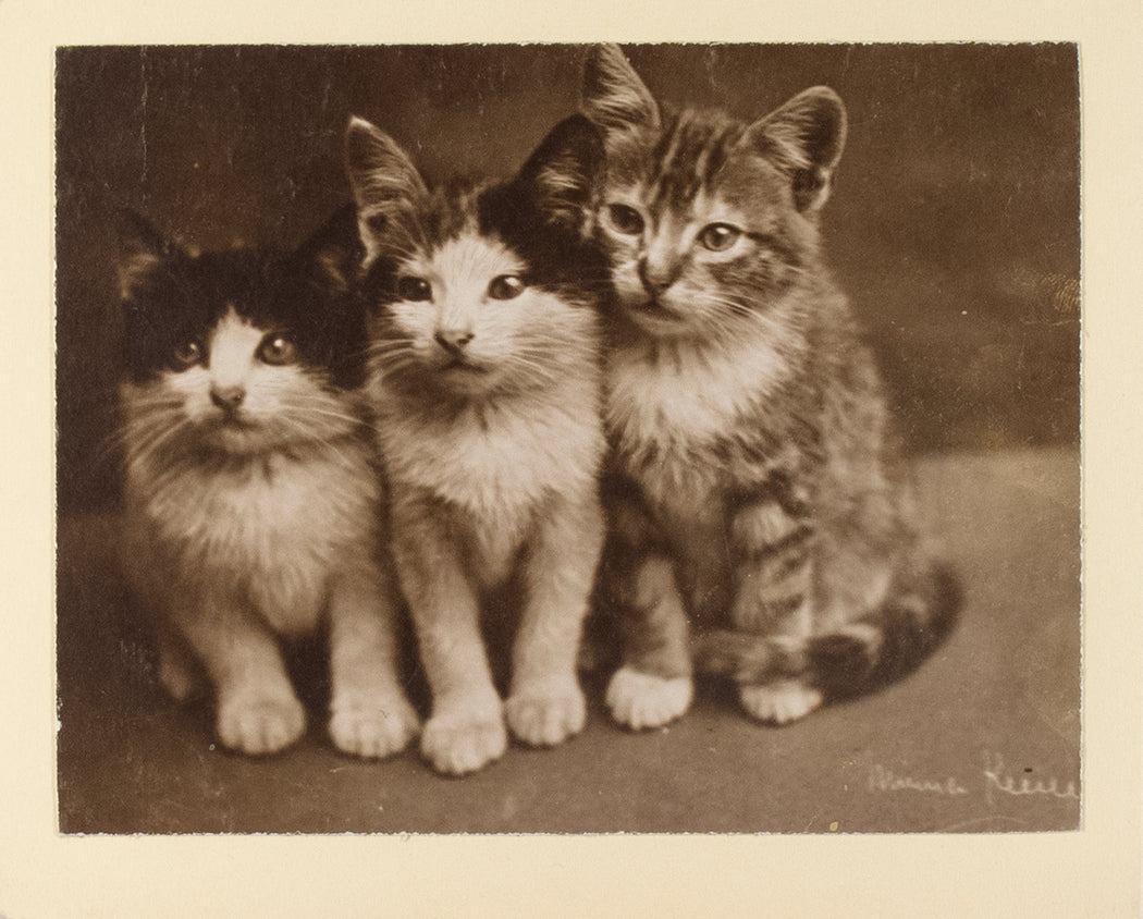 Untitled [Three cats]