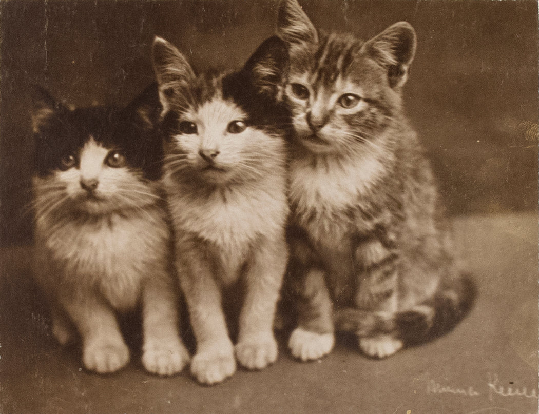 Untitled [Three cats]