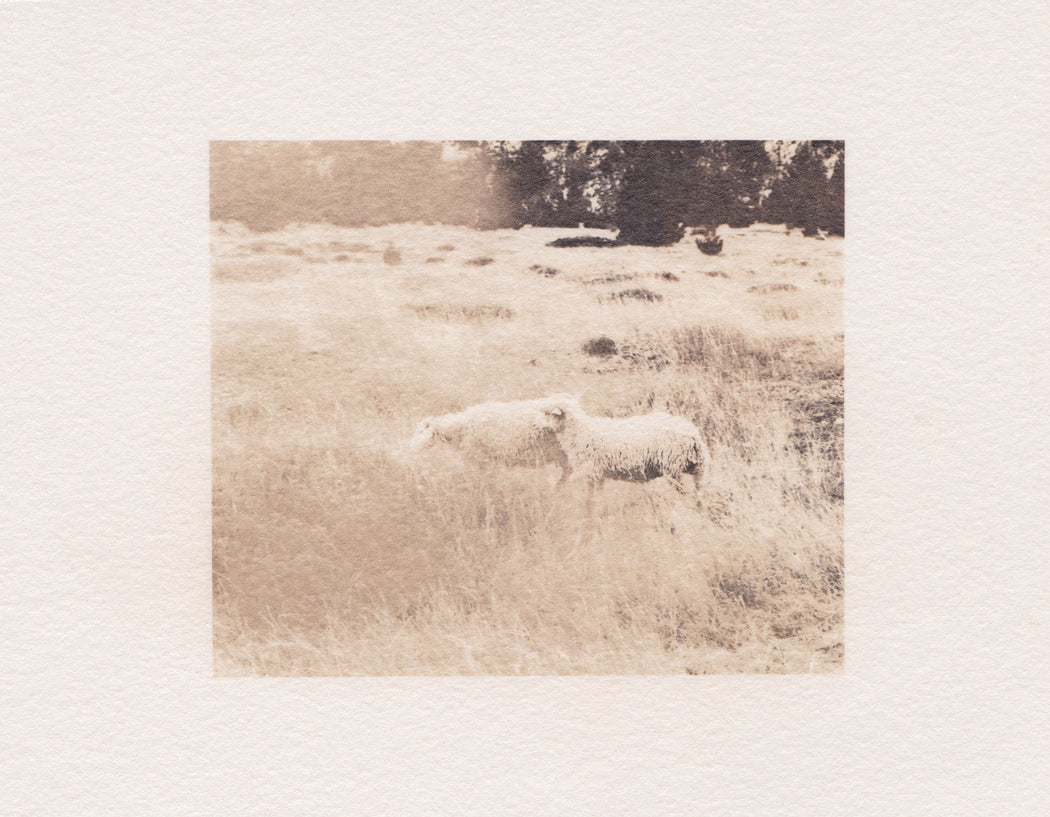 Sheep, III