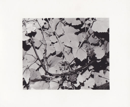 Vines