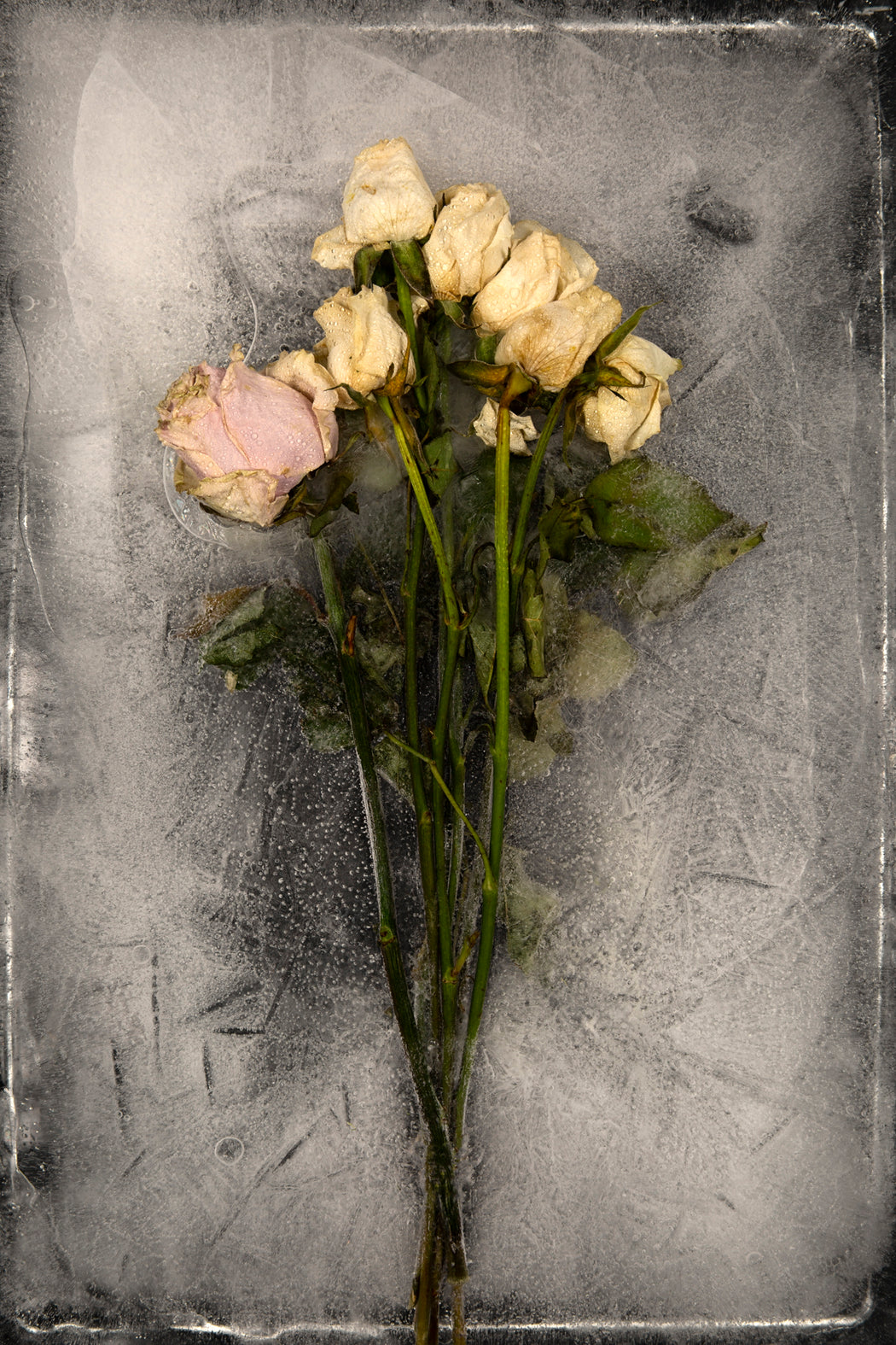 Roses No. 11