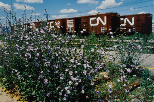 Rolling Stock and Chicory