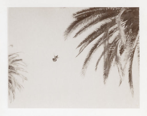 FFOTO-Deanna Pizzitelli-Birds II