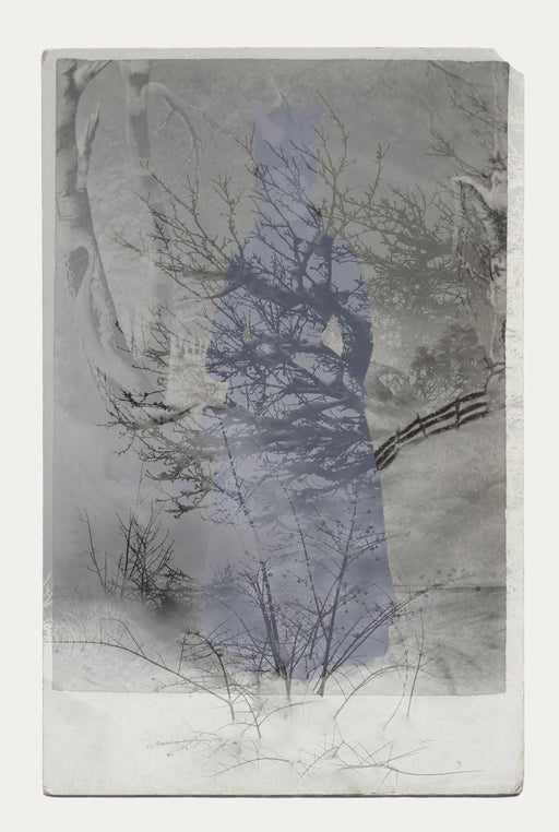 Winter Forest - Sara Angelucci | FFOTO