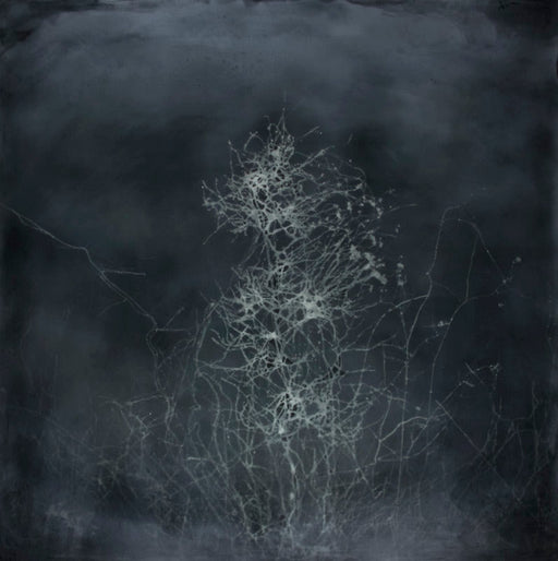 Mycelium, Branching - Shoshannah White | FFOTO