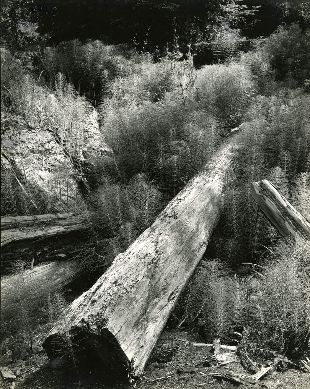 Log and Horsetails - Wynn Bullock | FFOTO