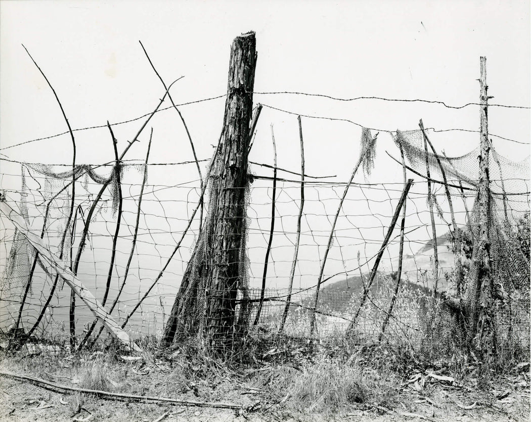 Untitled (fence) - Wynn Bullock | FFOTO