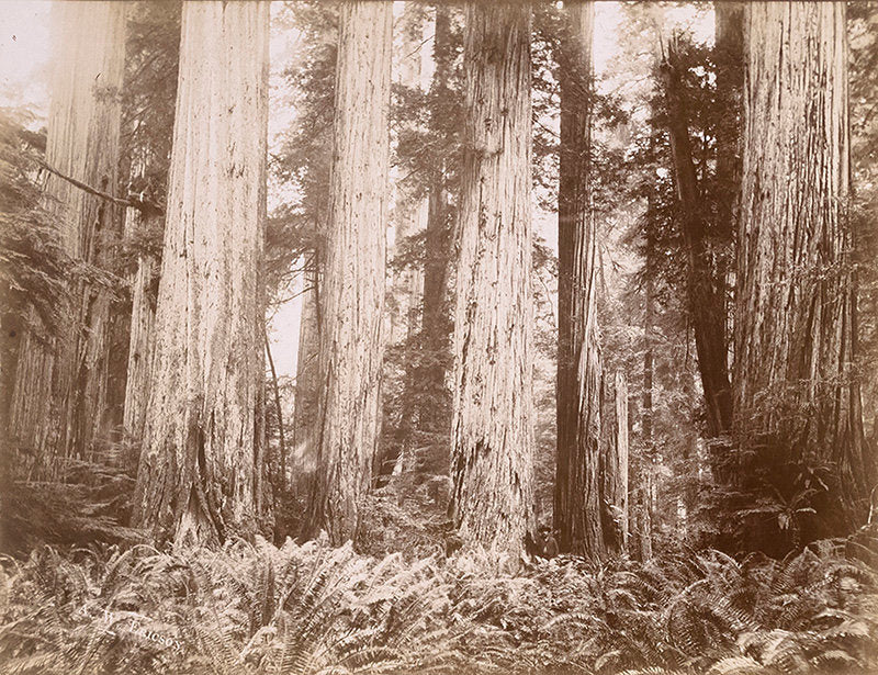 Scene in the California Redwoods, Humboldt County